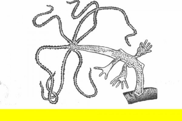 Кракен онион тор